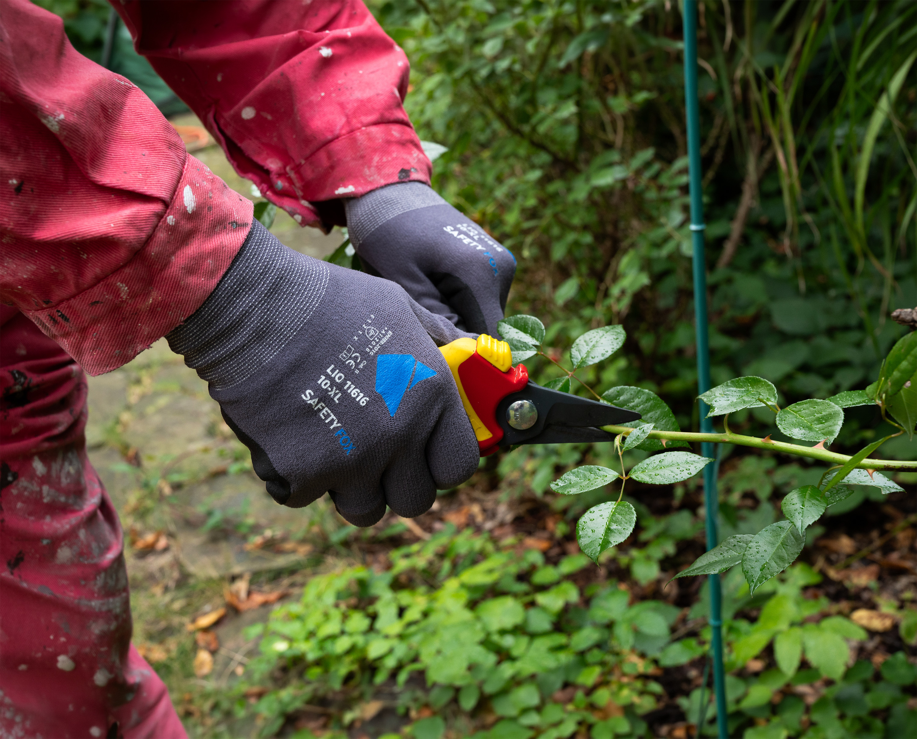Person trägt grauen Safety Fox LIO 11616 Arbeitshandschuh und schneidet mit einer Gartenschere einen Rosenzweig